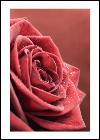 Elegant Rose Plakat Plakat / 100x150cm