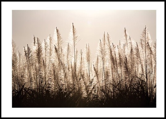 Sugar Cane Plumes At Sunset Plakat Plakat / 40x50cm Sugar Cane Plumes At Sunset Plakat Plakat / 40x50cm