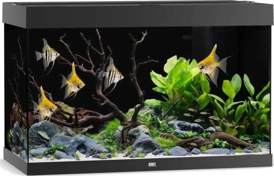Juwel Rio 290 Led Akvarium Eik 101 X 51 X 66 cm