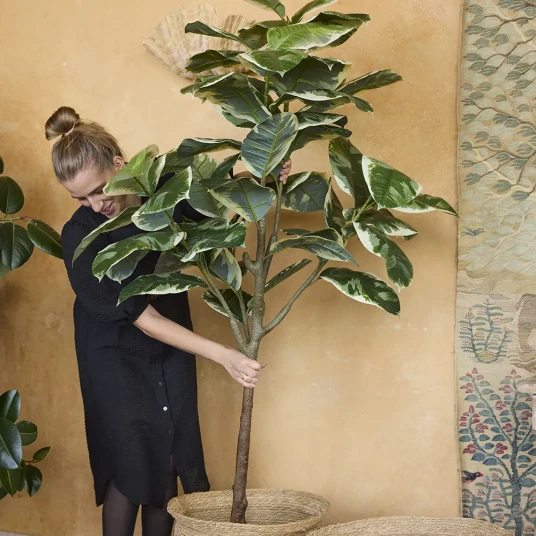 Mr Plant Fiken Elastica 220 cm