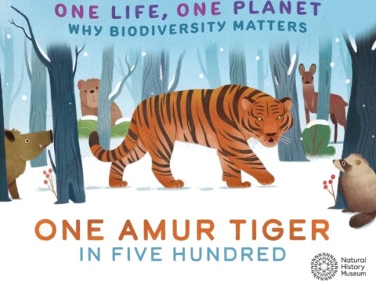 One Life, One Planet: One Amur Tiger in Five Hundred  Why Biodiversity Matters