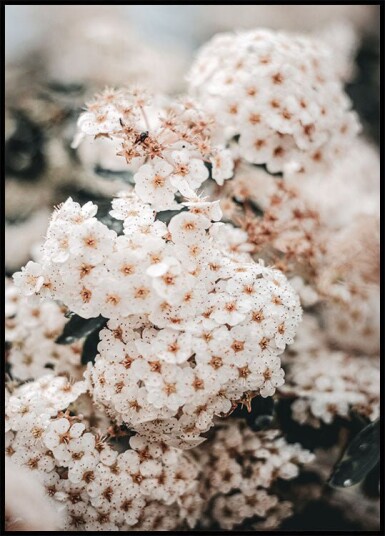White Spring Flowers Plakat Plakat / 100x150cm