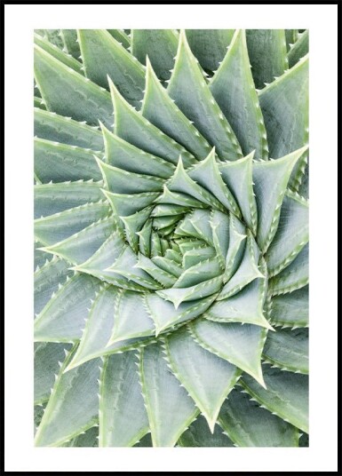 Spiral Aloe Plant Art Plakat Plakat / 100x150cm