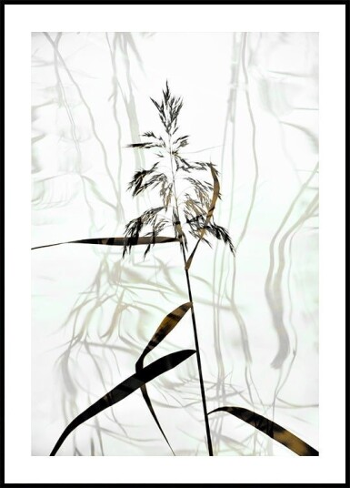Reed Poster Plakat / 50x70cm