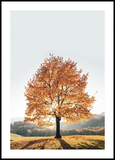Majestic Autumn Tree Plakat Plakat / 40x50cm