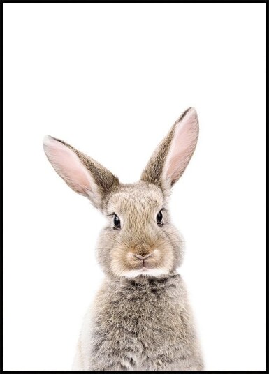Baby Rabbit Plakat Plakat / 100x150cm