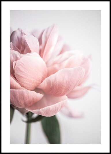 Peony 3 Plakat / 40x50cm