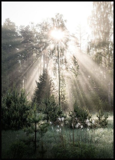 Sunrise in Forest Plakat Plakat / 100x150cm
