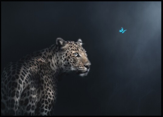 Leopard Butterfly Gaze Plakat / 21x30 Leopard Butterfly Gaze Plakat / 21x30