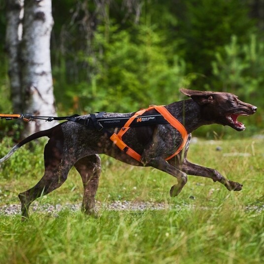 Non-Stop Dogwear Freemotion 5.0 Trekksele Hundesele Svart/Oransje Str 5 Non-Stop Dogwear Freemotion 5.0 Trekksele Hundesele Svart/Oransje Str 5
