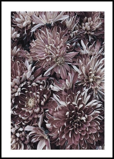 Dahlias Plakat Plakat / 100x150cm