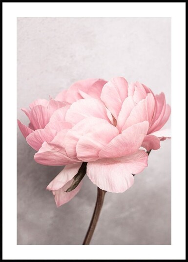 Peony Plakat / 50x70cm