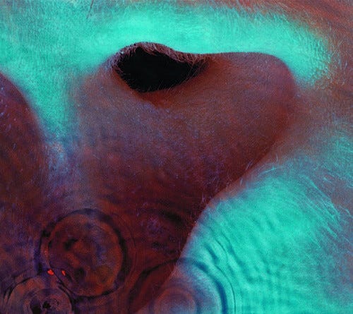 Pink Floyd Meddle CD Pink Floyd Meddle CD