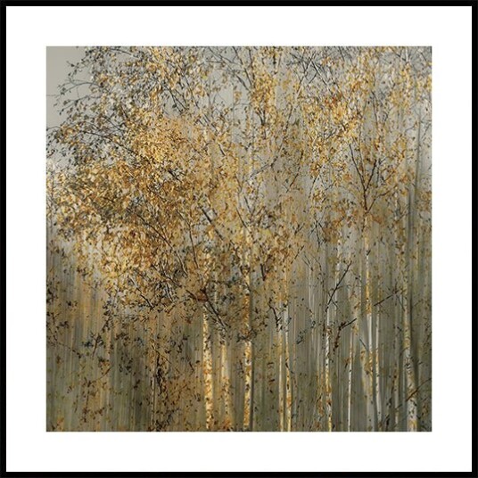 Nel Talen Birch impression Plakat Plakat / 70x70cm