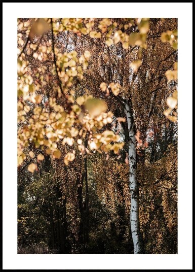 Autumn Birch Tree Plakat / 70x100cm