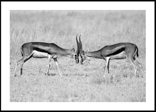 Face to face Plakat Plakat / 40x50cm