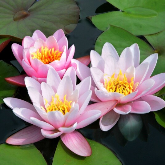 Vannlilje "Marliacea carnea"