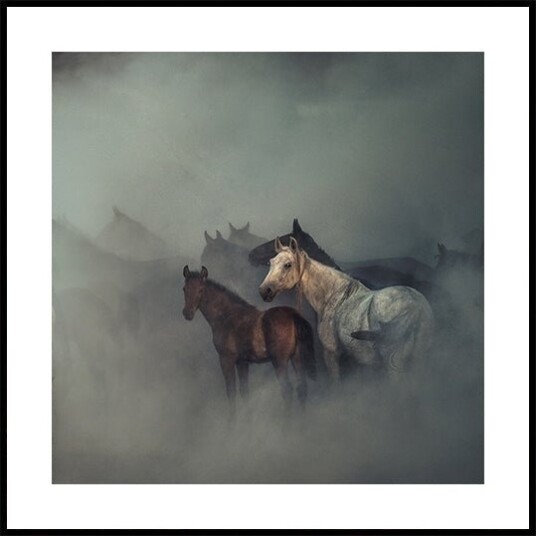 The lost horses Poster Plakat / 100x100cm