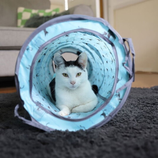 Battersea Kattetelt Og Tunnel Pop-Up Blå