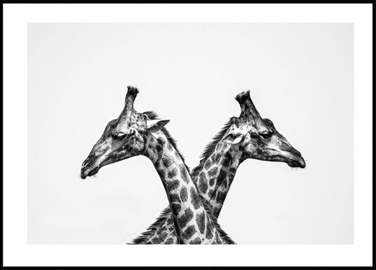Two Giraffes Plakat Plakat / 50x70cm Two Giraffes Plakat Plakat / 50x70cm