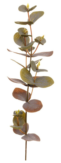 Mr. Plant Eucalyptus 40 cm 1