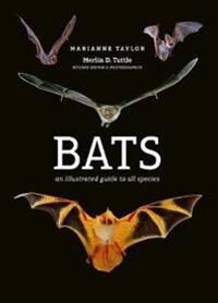 Taylor Marianne Bats