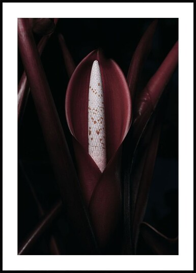 Philodendron Prince Plakat Plakat / 50x70cm
