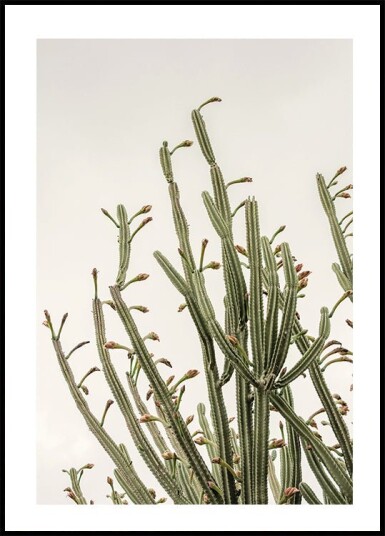 Cactus Plakat Plakat / 50x70cm Cactus Plakat Plakat / 50x70cm