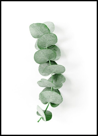 Eucalyptus Leaf Plakat Plakat / 100x150cm