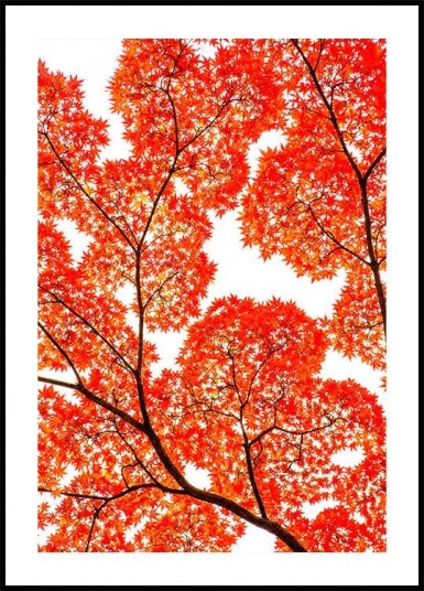 Geometry of Autumn Silence Plakat Plakat / 50x70cm Geometry of Autumn Silence Plakat Plakat / 50x70cm