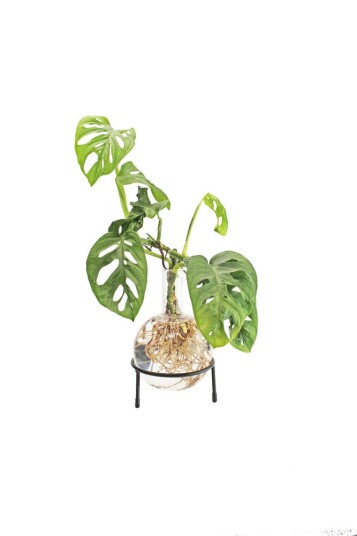 Winkee Hydro Vase Flora Winkee Hydro Vase Flora