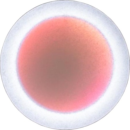 Ingo Maurer MoodMoon Round 60 Vegglampe Hvit