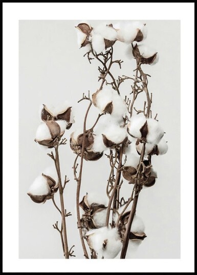 Dry Cotton Plant Plakat Plakat / 30x40cm