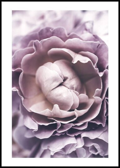 Purple Rose Plakat Plakat / 30x40cm
