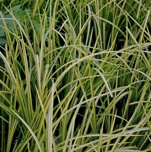 Sumpplante "Acorus gramineus" Sumpplante "Acorus gramineus"
