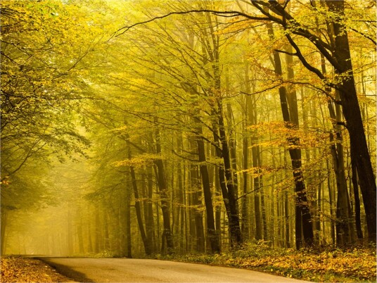 Fototapet Road Autumn Forest 200x154 - Artgeist sp. z o. o.