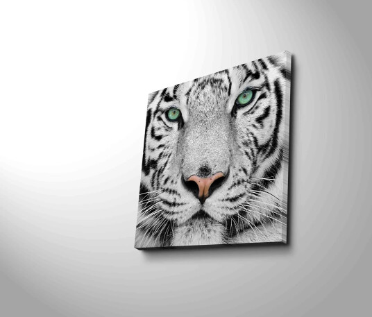 Lerretsbilde 45x45 cm Nærbilde av en hvit tiger med intense øyne Hvit / Svart / Grønn