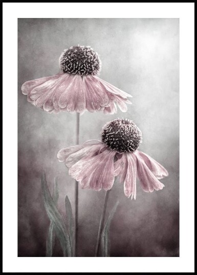 Duet Poster Plakat / 40x50cm Duet Poster Plakat / 40x50cm