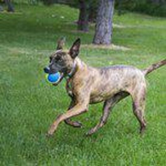Kong Kong Airdog Squeaker Ultra 2Pack L Ø8Cm Kong Kong Airdog Squeaker Ultra 2Pack L Ø8Cm