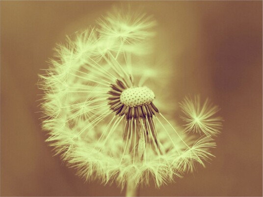 Fototapet Dandelion Sepia 200x154 - Artgeist sp. z o. o.