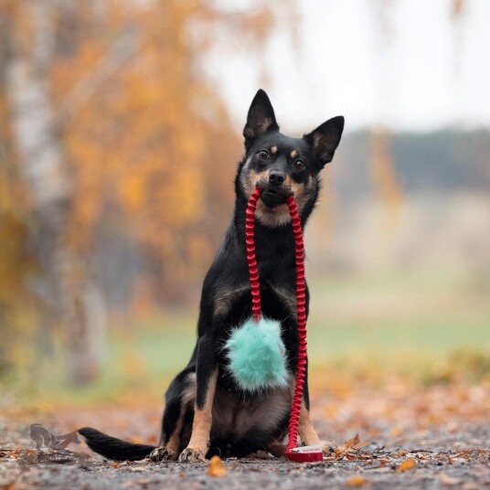 Doggie-Zen Doggie-Zen Korthåret Elastisk Belønningsleke I Fuskepels S