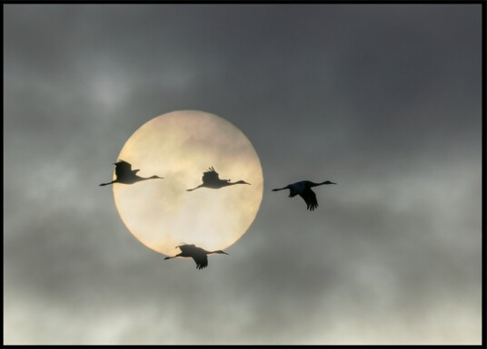 Flying Cranes Sun Plakat / 40x50 Flying Cranes Sun Plakat / 40x50
