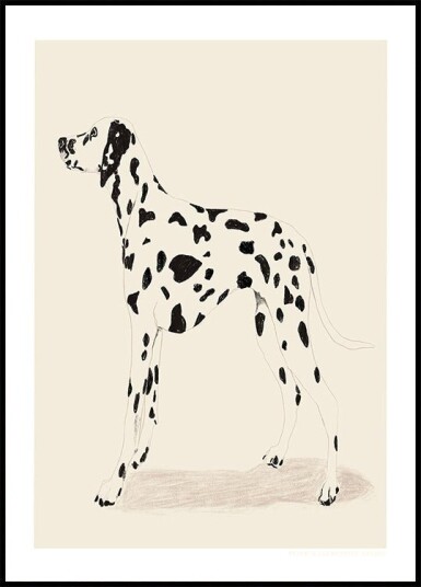 Pandc Dalmation Plakat / 100x150cm