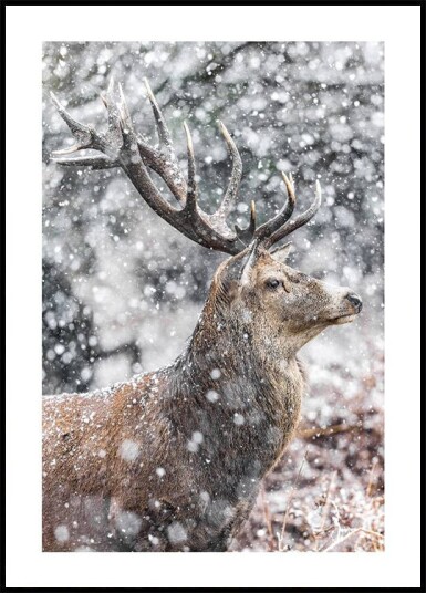 Red Stag During Snowfall Plakat Plakat / 70x100cm