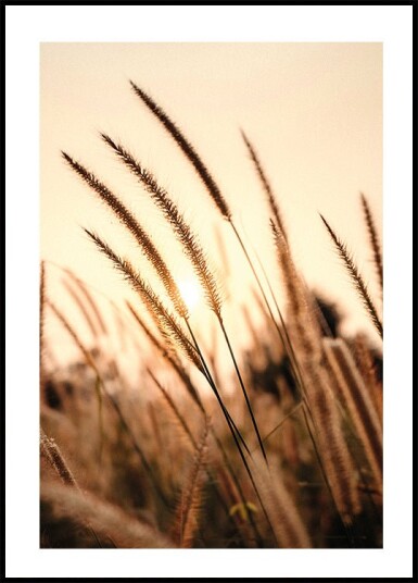 Sunset Dry Grass Plakat Plakat / 100x150cm