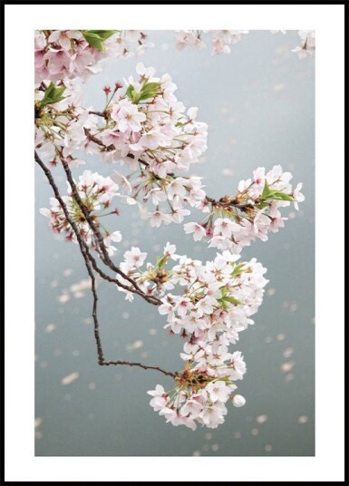 Cherry Blossom Plakat Plakat / 21x30cm