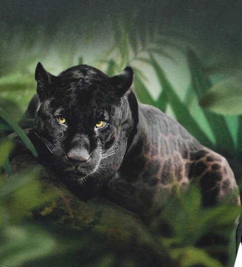 Molo Genser Rube Black Jaguar Molo 5 år (110) Genser Grønn