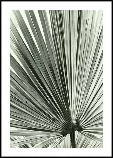 Palm Leaf Plakat Plakat / 70x100cm