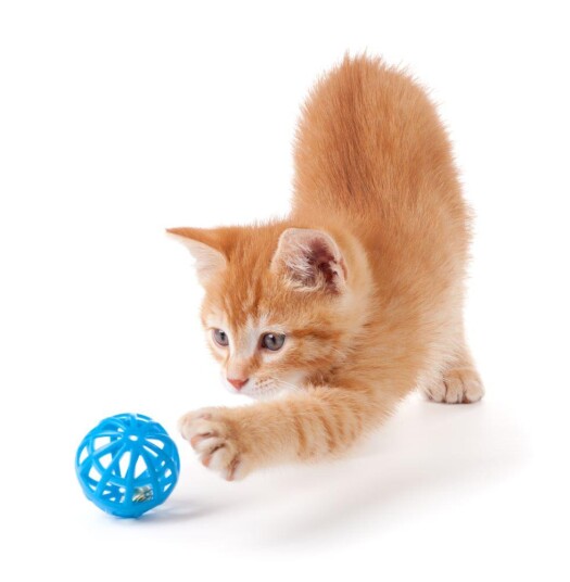 Nettdyret Kattungepakke Nettdyret Kattungepakke