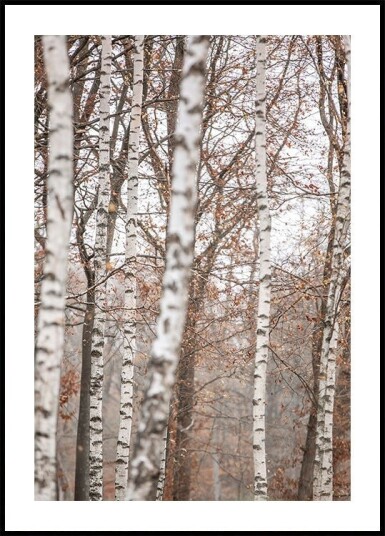 Birch Trees 6 Plakat Plakat / 100x150cm
